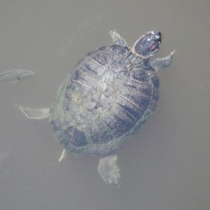 Meet your Posher, Gail